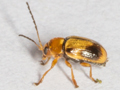 Cryptocephalus pusillus